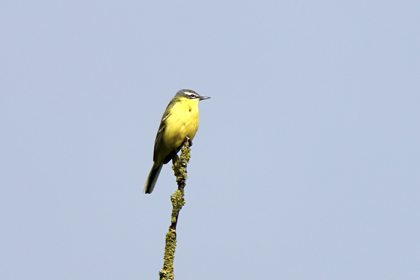 Wiesenschafstelze (Motacilla flava flava)