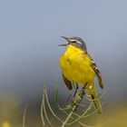 Wiesenschafstelze (Motacilla flava flava)