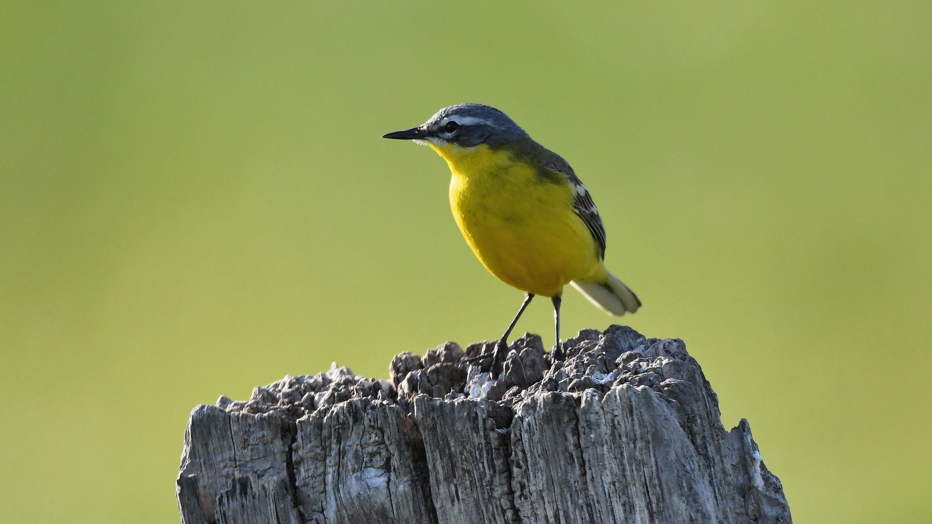  Wiesenschafstelze  (Motacilla flava flava)