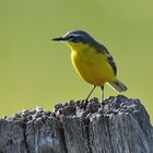  Wiesenschafstelze  (Motacilla flava flava)