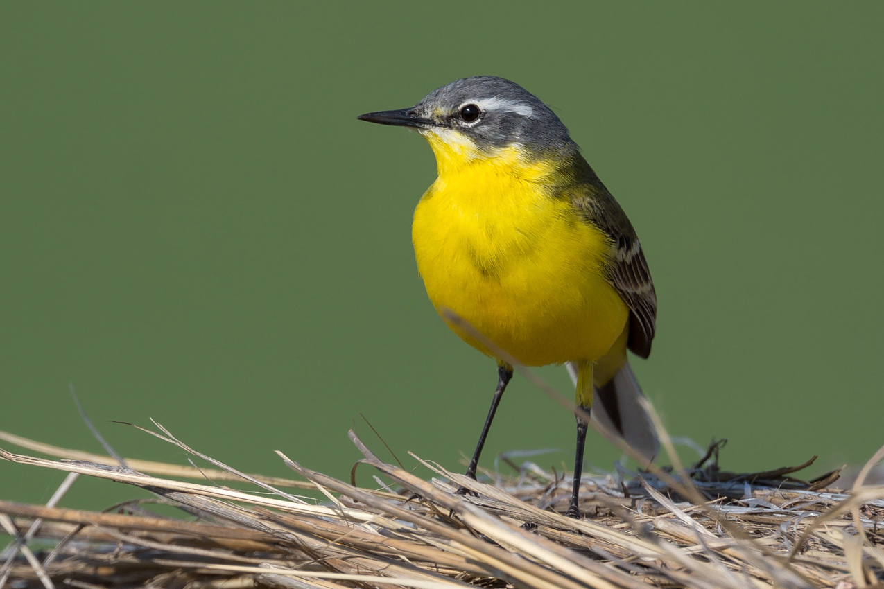 Wiesenschafstelze (Motacilla flava flava) 