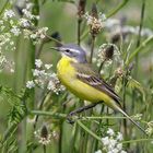 Wiesenschafstelze (Motacilla flava flava) 