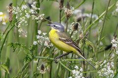 Wiesenschafstelze (Motacilla flava flava) 