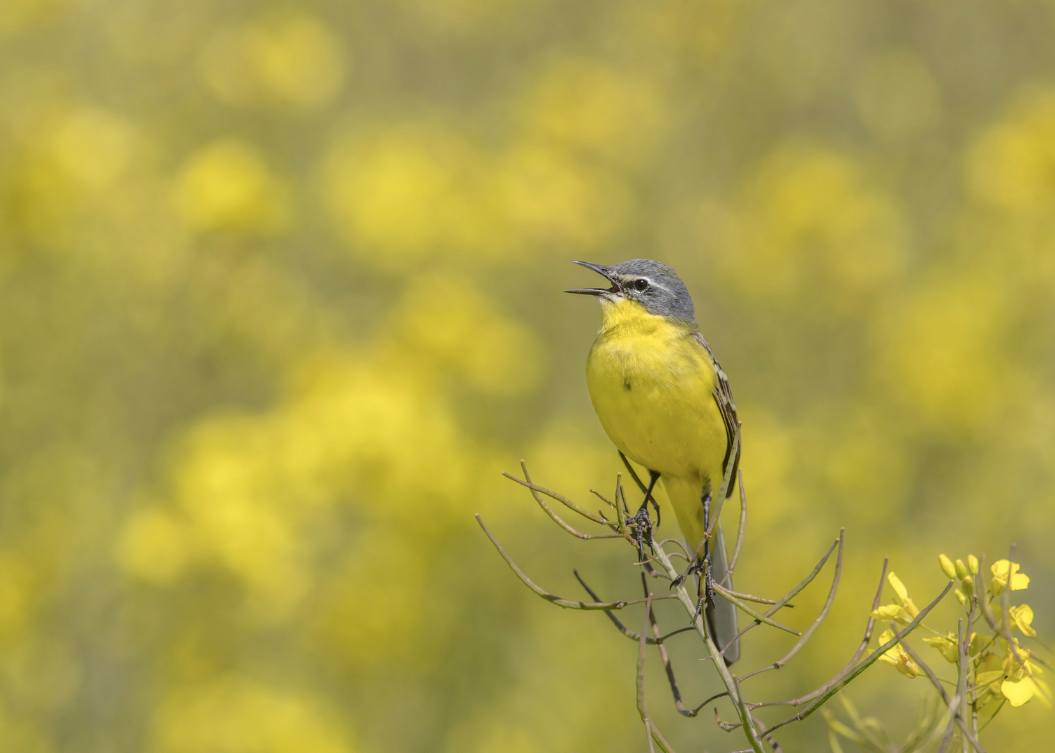 Wiesenschafstelze (Motacilla flava flava)