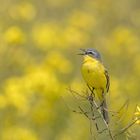 Wiesenschafstelze (Motacilla flava flava)