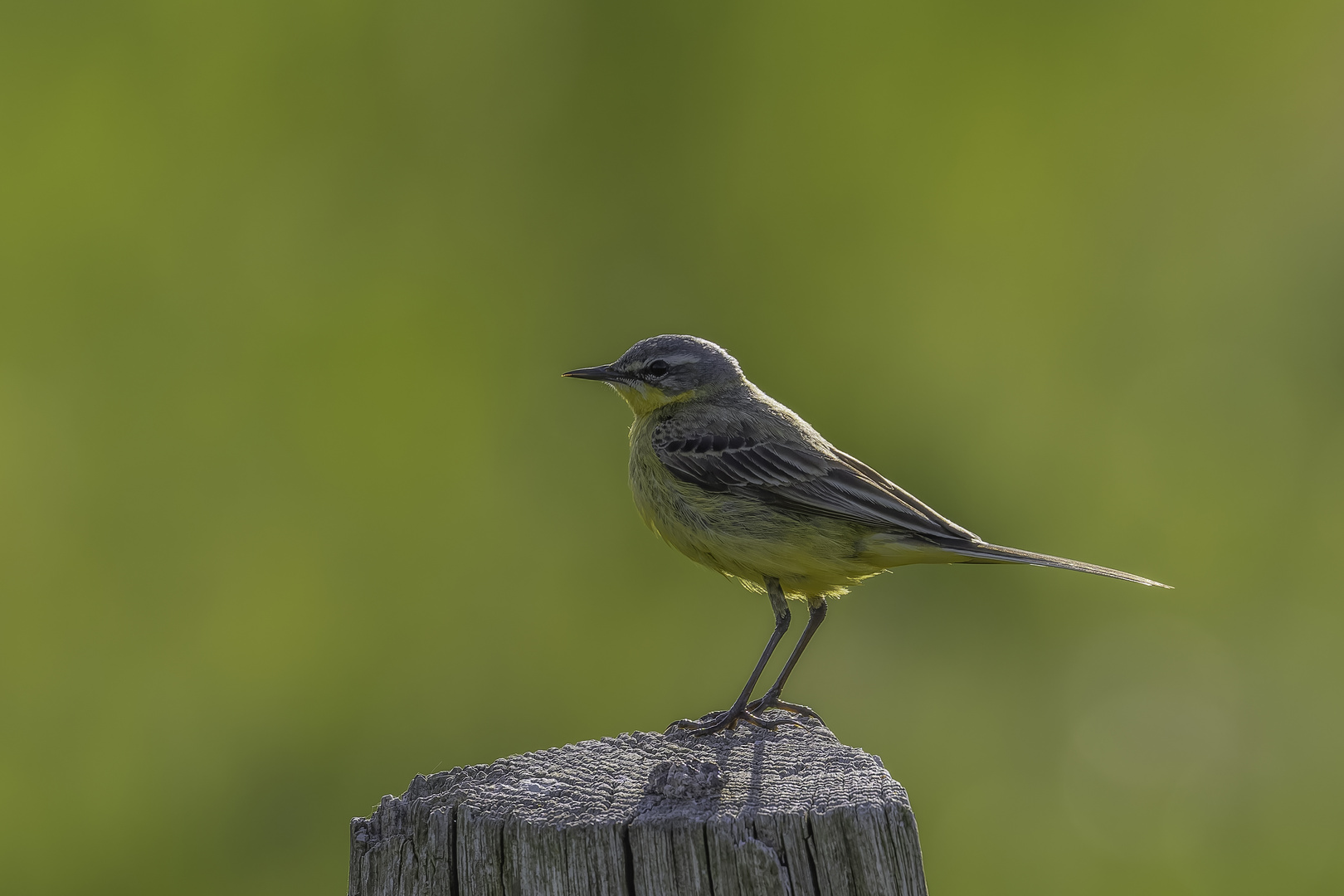 Wiesenschafstelze (Motacilla flava flava)