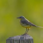 Wiesenschafstelze (Motacilla flava flava)