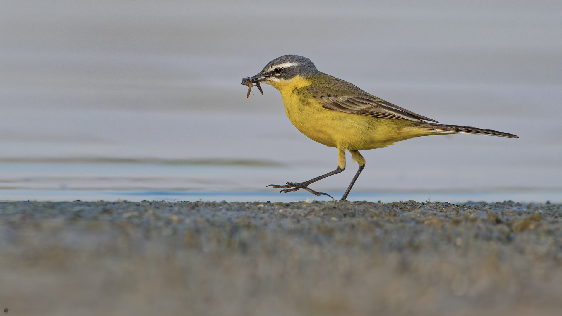 Wiesenschafstelze | Motacilla flava flava