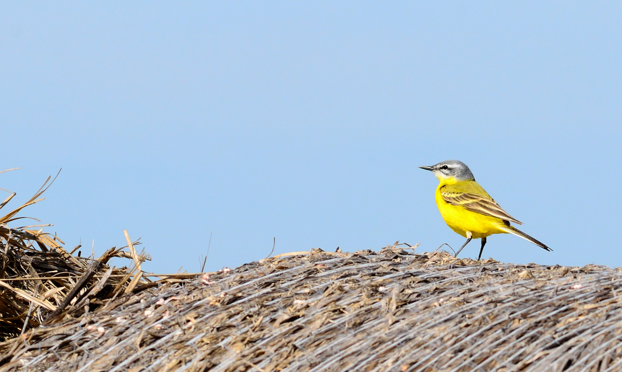 Wiesenschafstelze, (Motacilla flava), Western yellow wagtail, Lavandera boyera