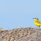 Wiesenschafstelze, (Motacilla flava), Western yellow wagtail, Lavandera boyera