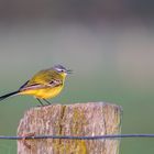 Wiesenschafstelze sing ihr Lied im ersten Licht