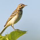 Wiesenschafstelze Weibchen