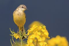 Wiesenschafstelze Weibchen  im Raps