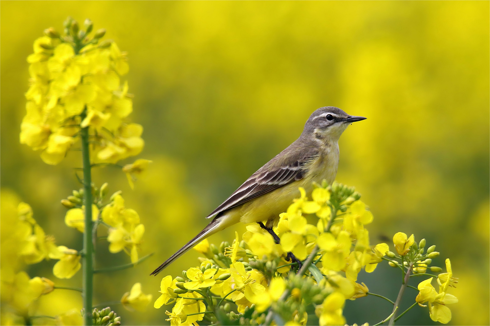 Wiesenschafstelze - Weibchen  (Motacilla flava)  im Raps