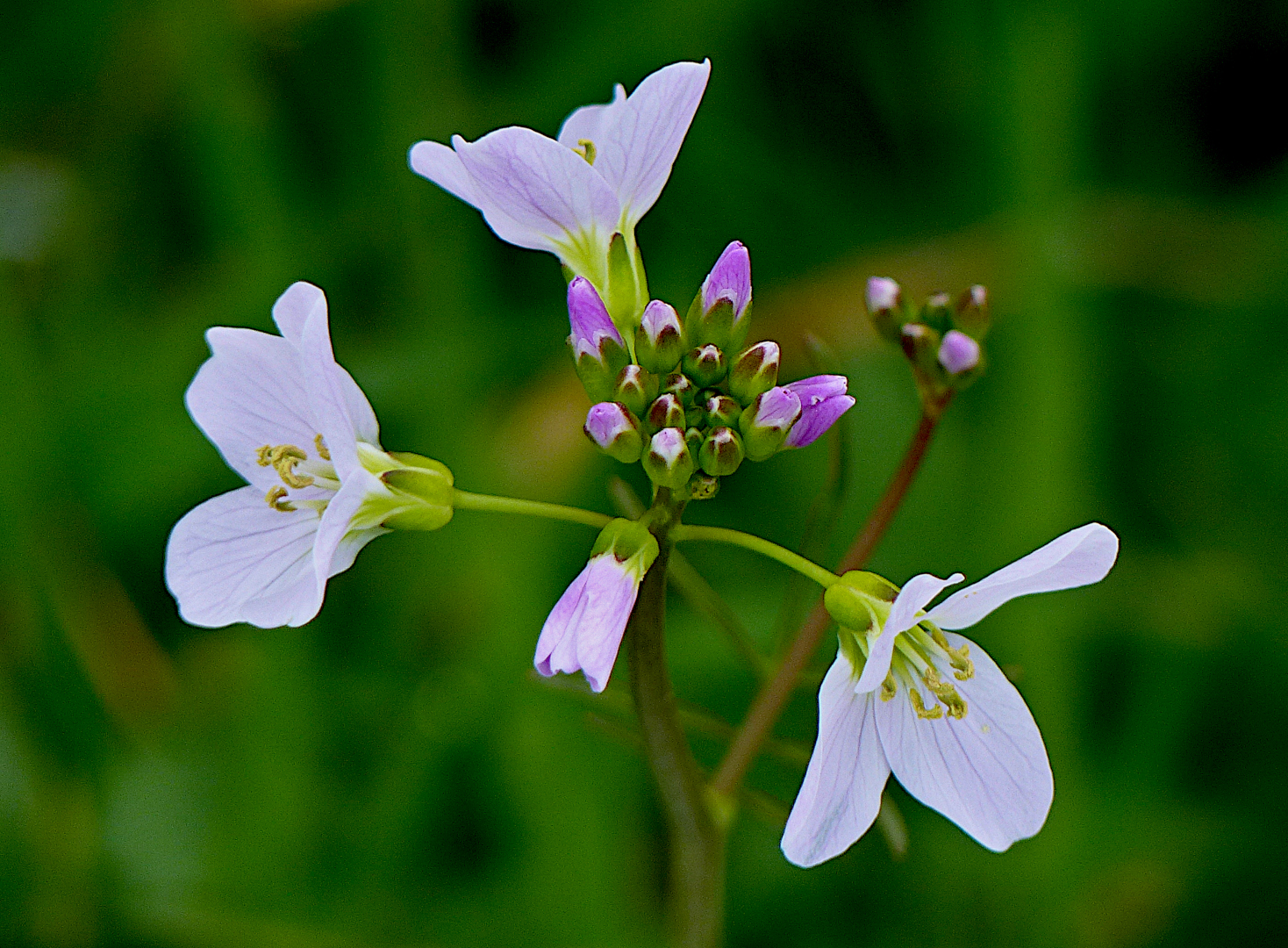 Wiesenschaukraut 