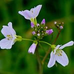 Wiesenschaukraut 