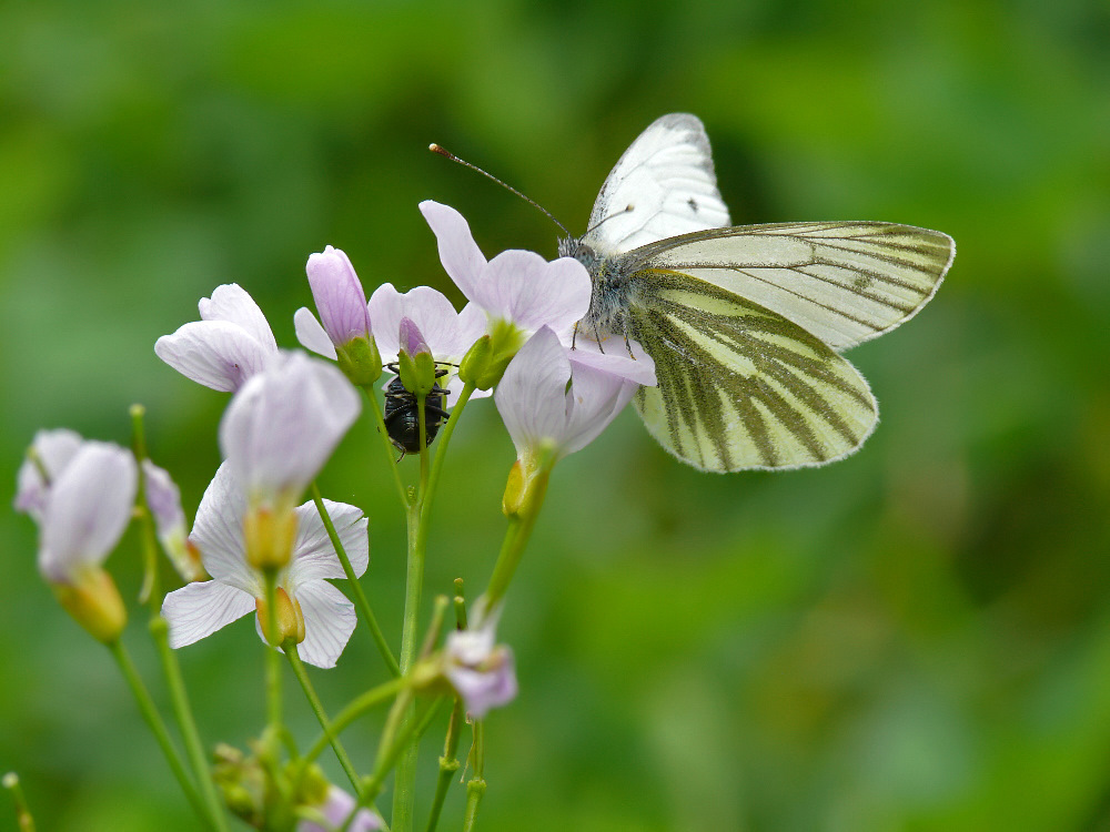 Wiesenschaum mit Gästen