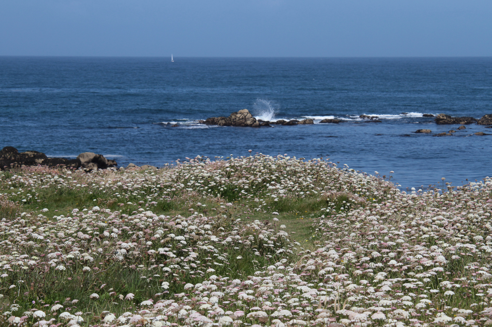 Wiesenschaum und Wellentraum