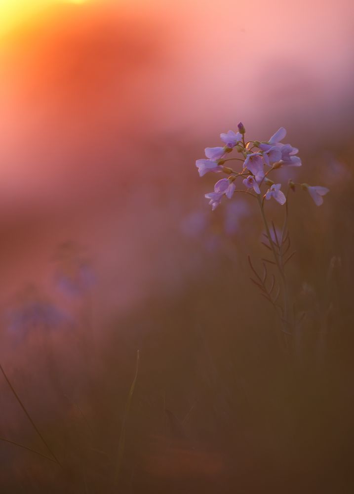 Wiesenschaumi am morgen