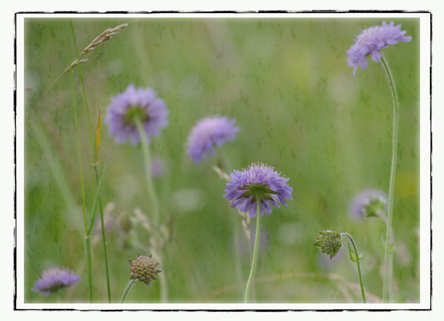 Wiesenschaumknöpfchen