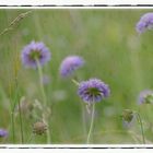 Wiesenschaumknöpfchen