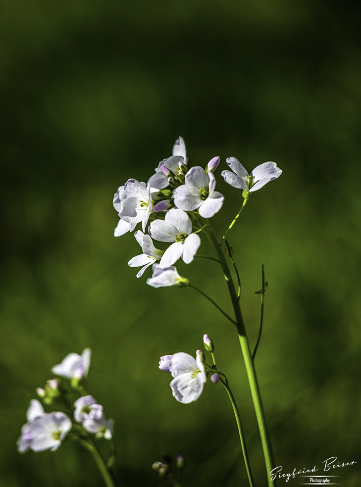 Wiesenschaumkraus