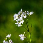 Wiesenschaumkraus