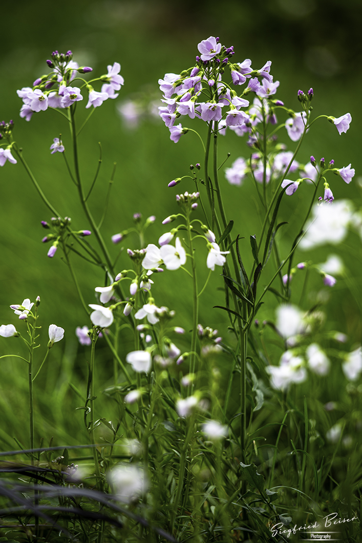 Wiesenschaumkraus