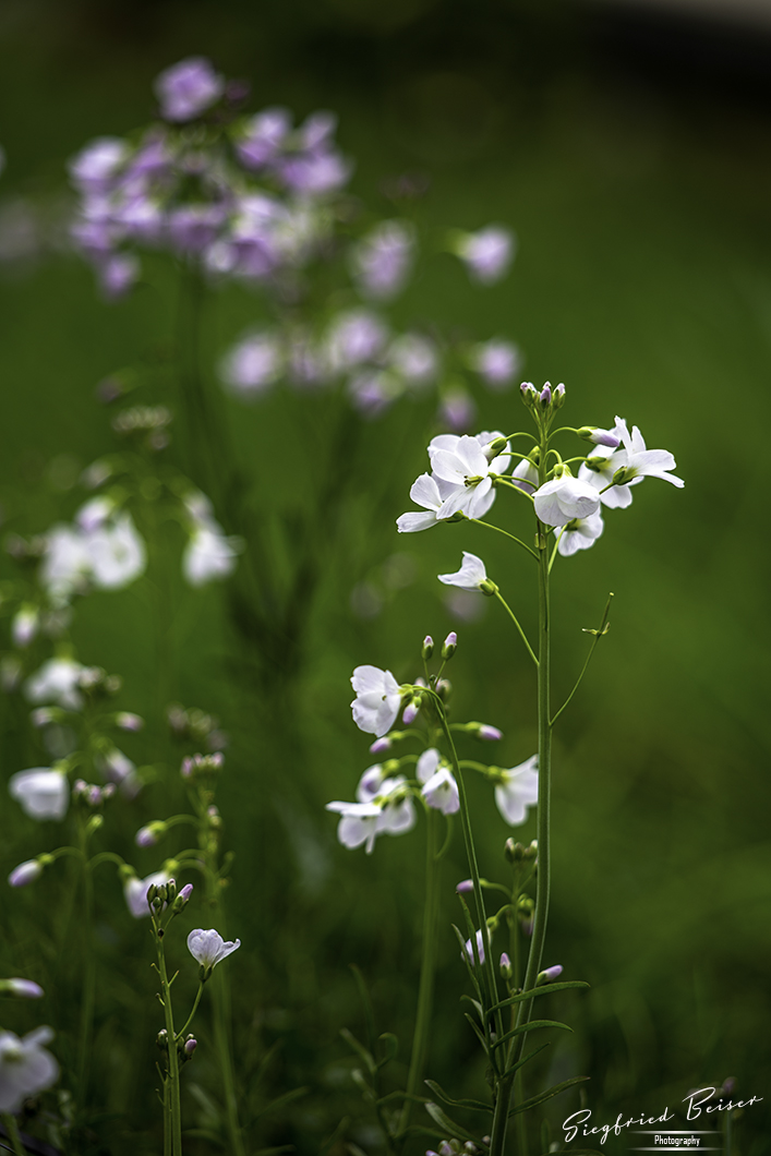 Wiesenschaumkraus