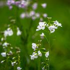 Wiesenschaumkraus