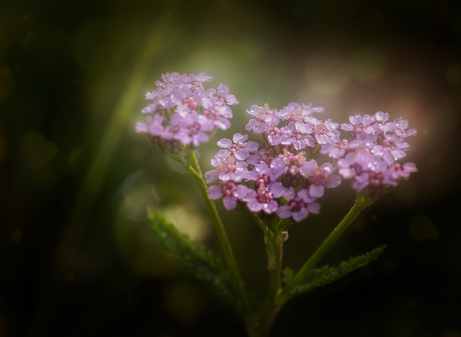 Wiesenschaumkraut