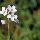 Wiesenschaumkraut