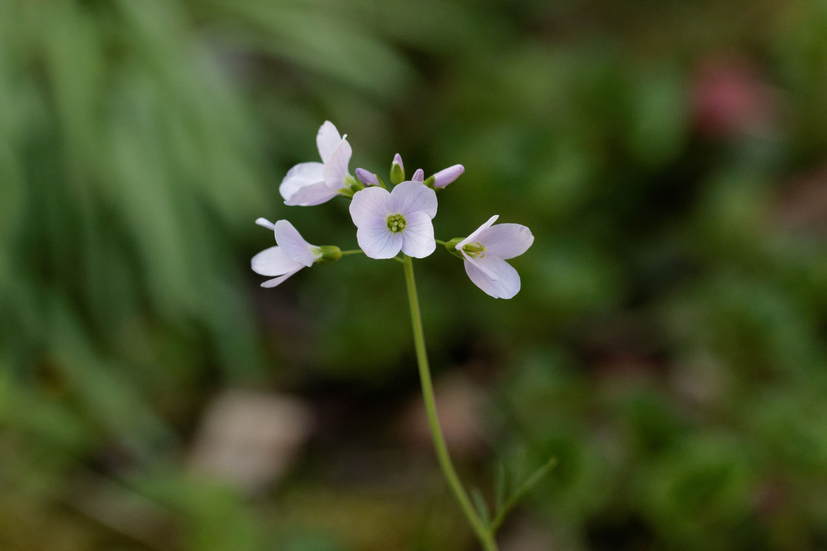 Wiesenschaumkraut