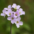 Wiesenschaumkraut