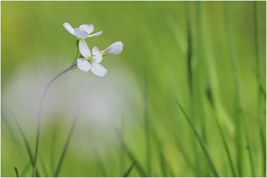 Wiesenschaumkraut