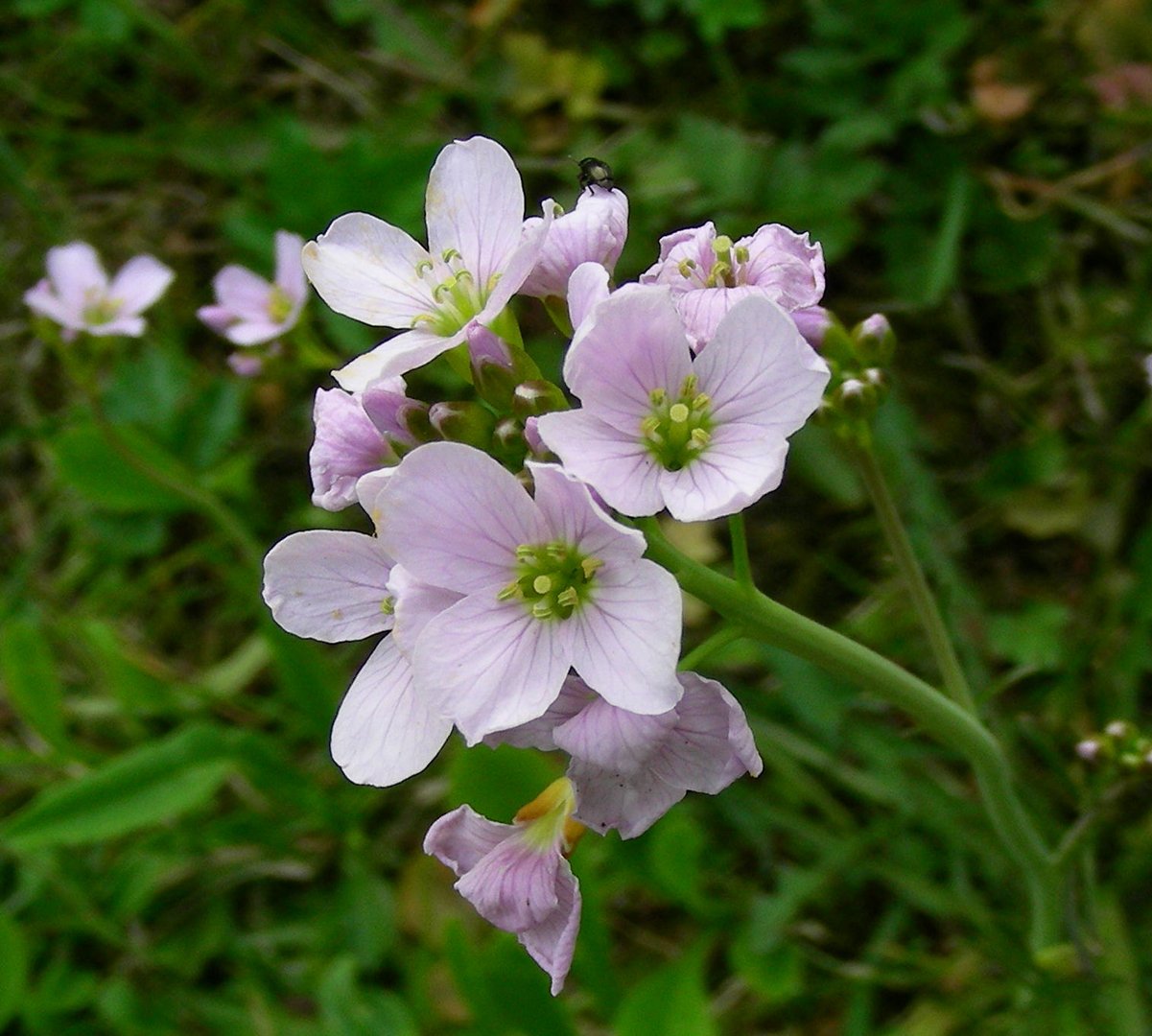 Wiesenschaumkraut