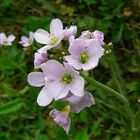 Wiesenschaumkraut