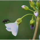 Wiesenschaumkraut