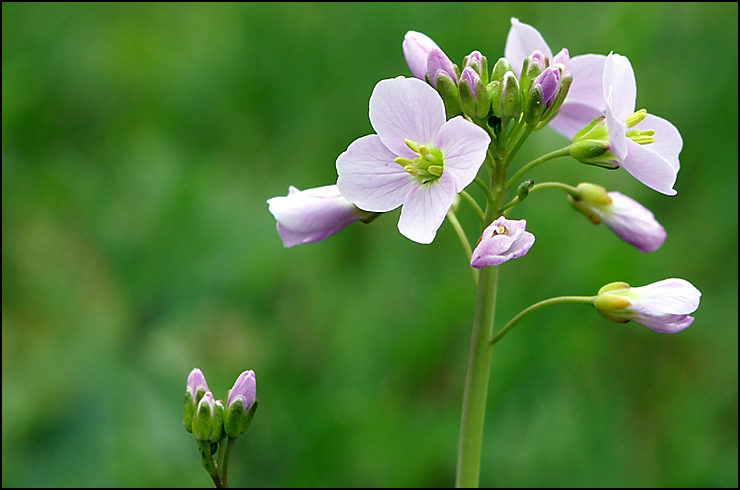 Wiesenschaumkraut