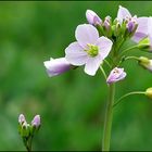 Wiesenschaumkraut