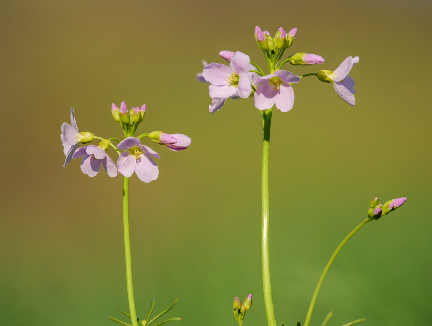 Wiesenschaumkraut