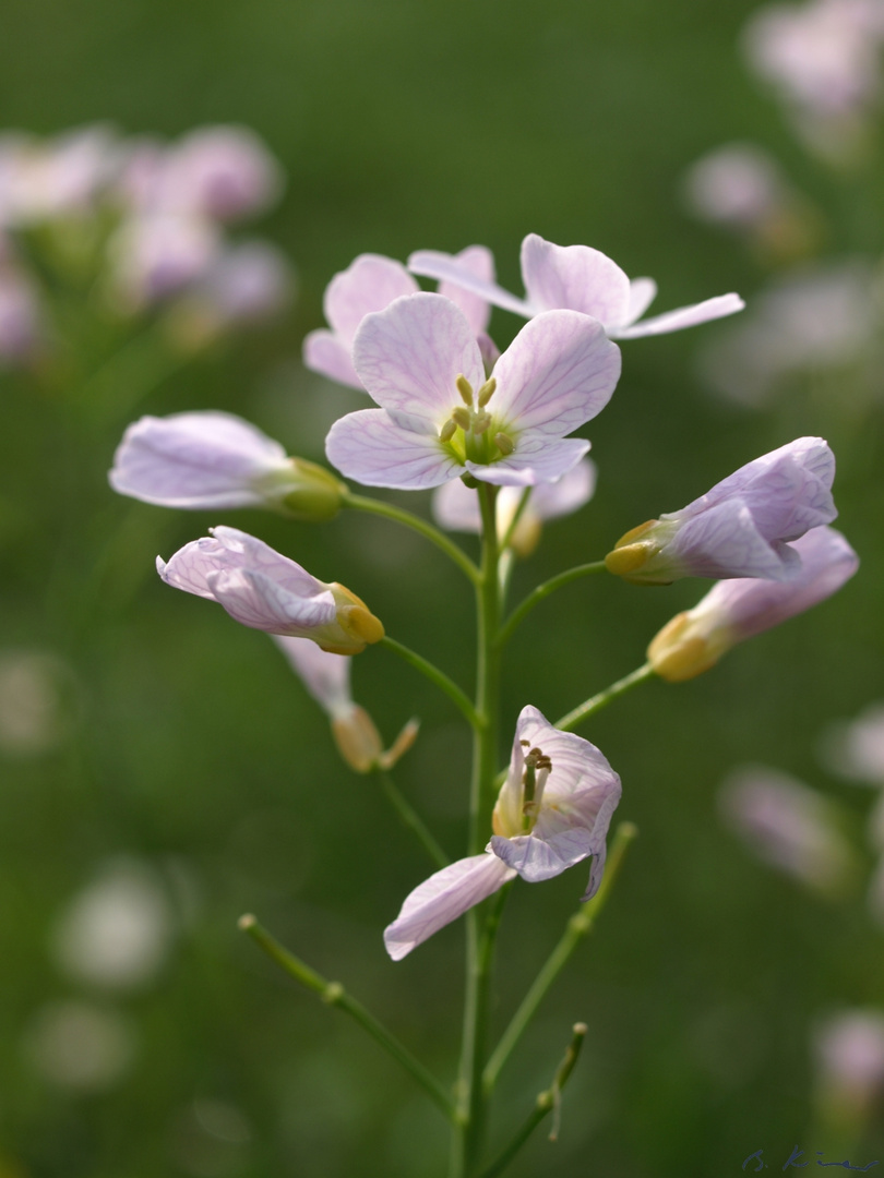 Wiesenschaumkraut