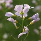 Wiesenschaumkraut