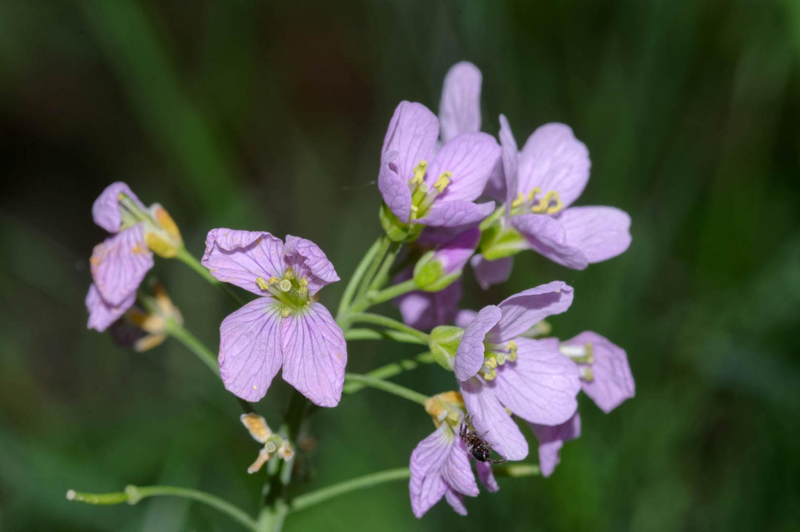 Wiesenschaumkraut