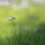 Wiesenschaumkraut