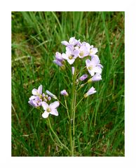 Wiesenschaumkraut