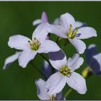 Wiesenschaumkraut