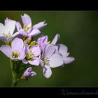 - Wiesenschaumkraut -