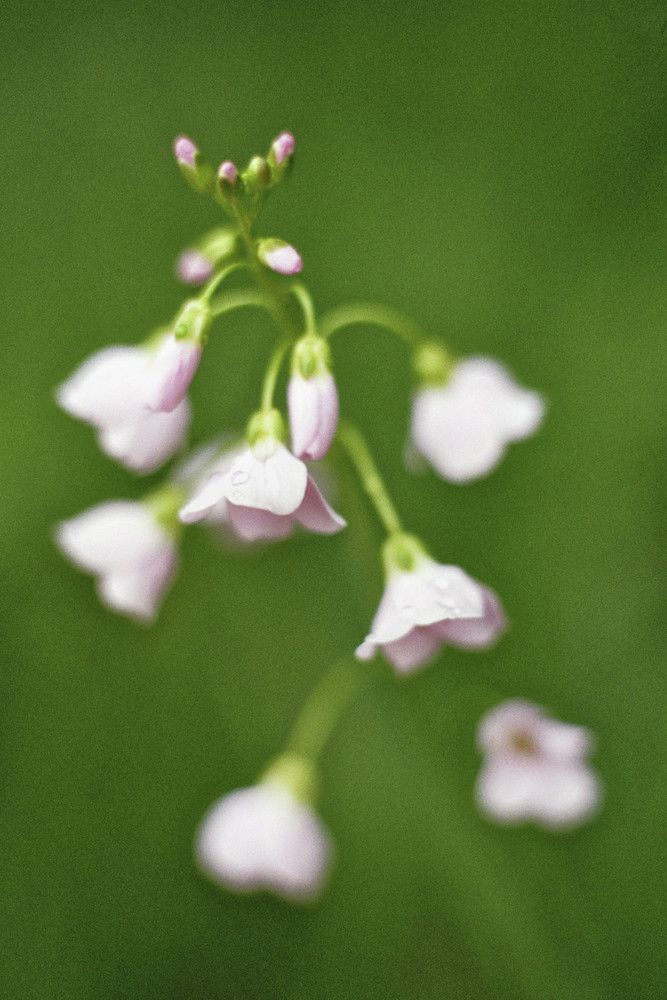 Wiesenschaumkraut