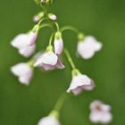 Wiesenschaumkraut